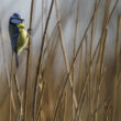 Mésange bleue sur un roseau